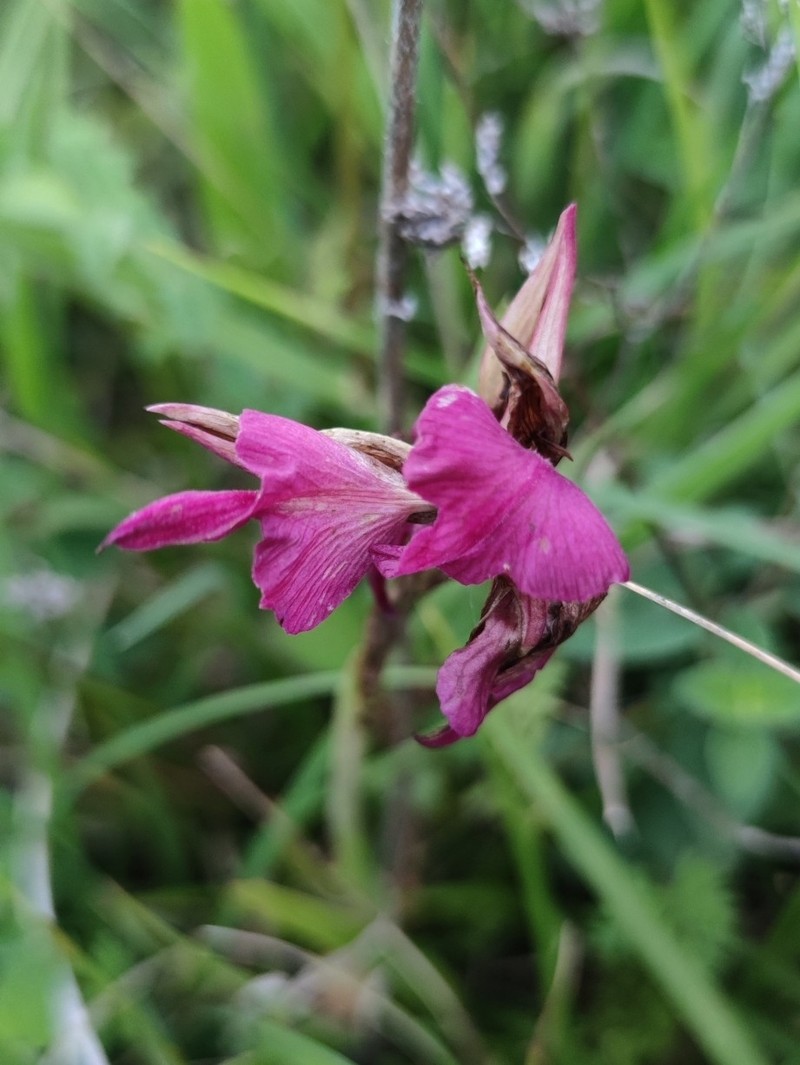 × Serapicamptis ligustica photo 3