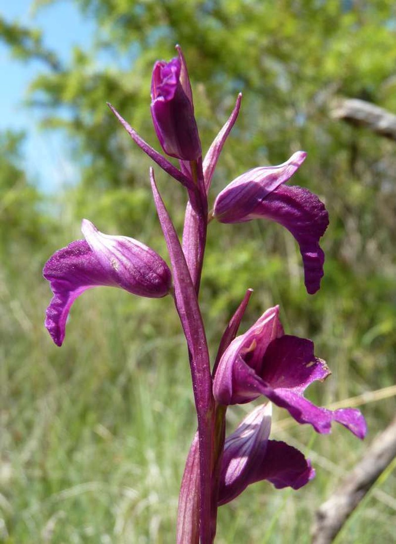 × Serapicamptis rousii