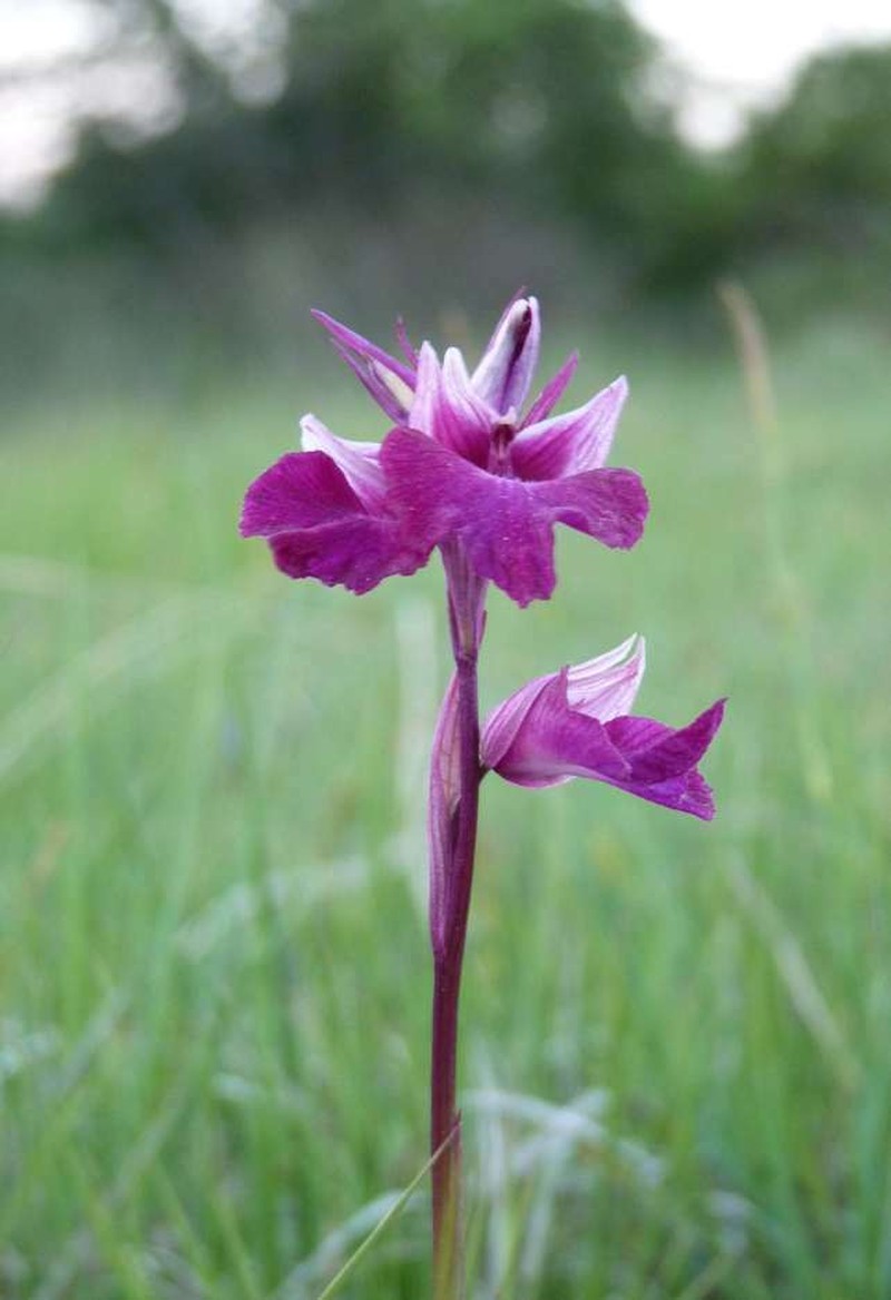 × Serapicamptis rousii photo 2