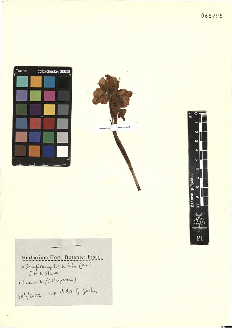 × Serapicamptis triloba