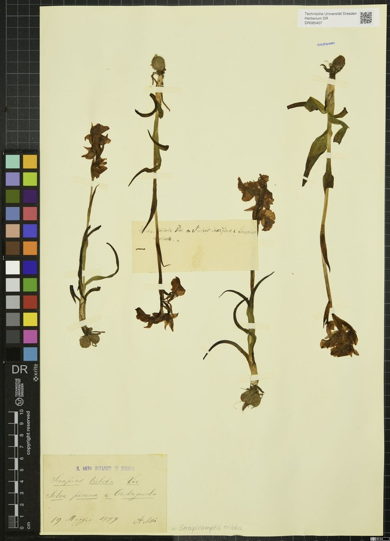 × Serapicamptis triloba photo 2
