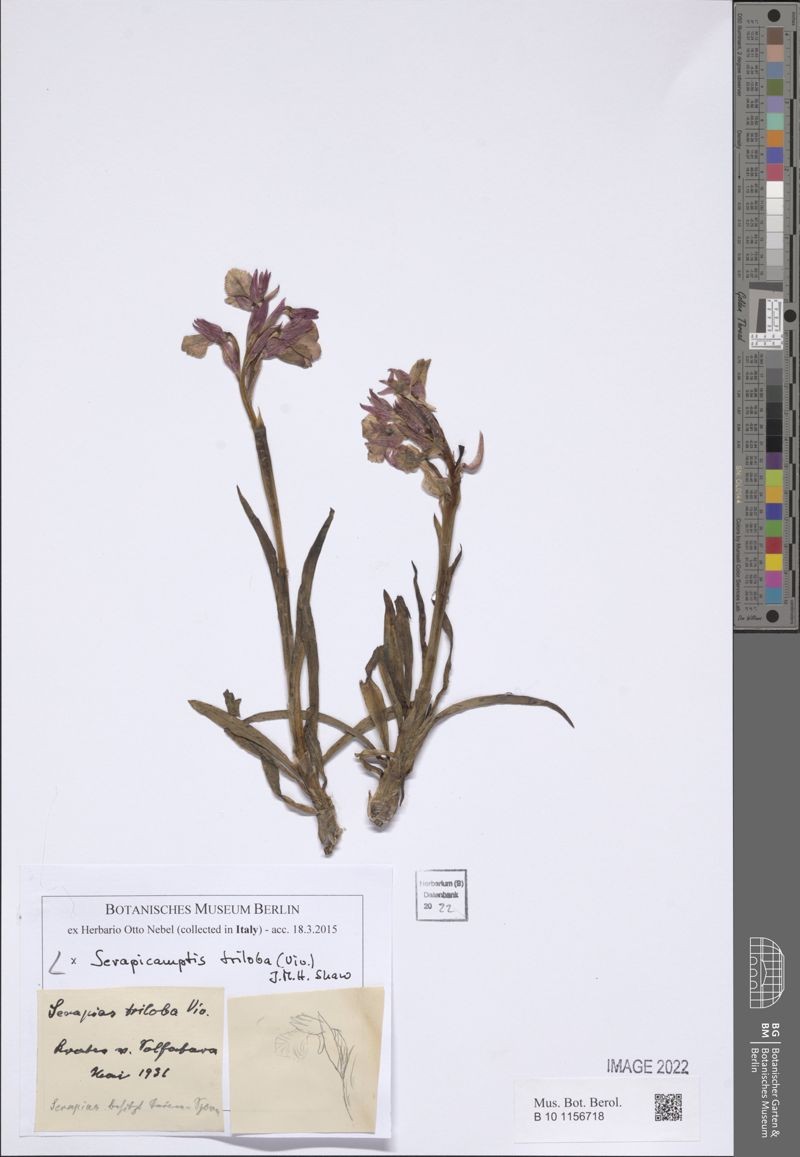 × Serapicamptis triloba photo 3