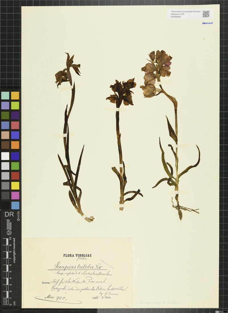 × Serapicamptis triloba photo 4