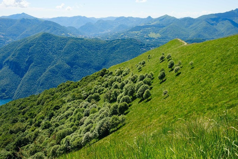 × Sorbaronia photo 2