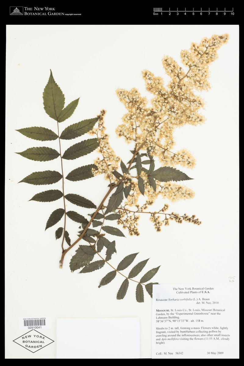 × Sorbaronia sorbifolia