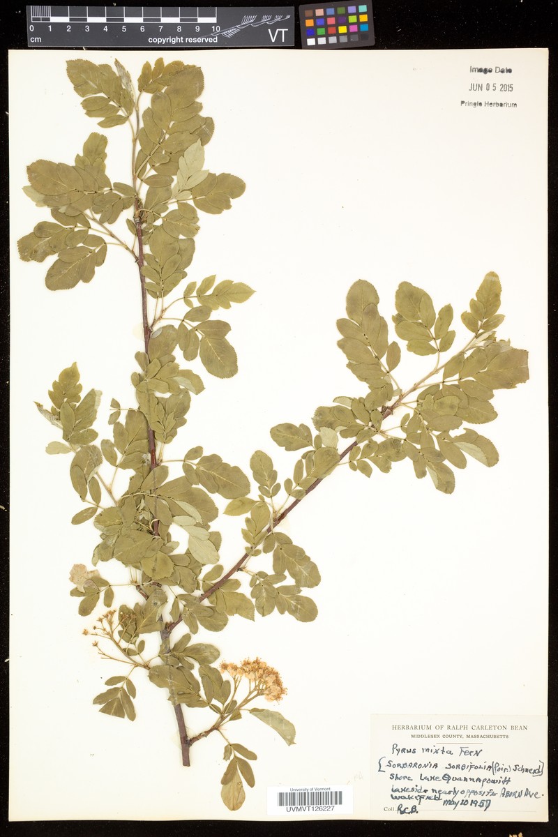 × Sorbaronia sorbifolia photo 2