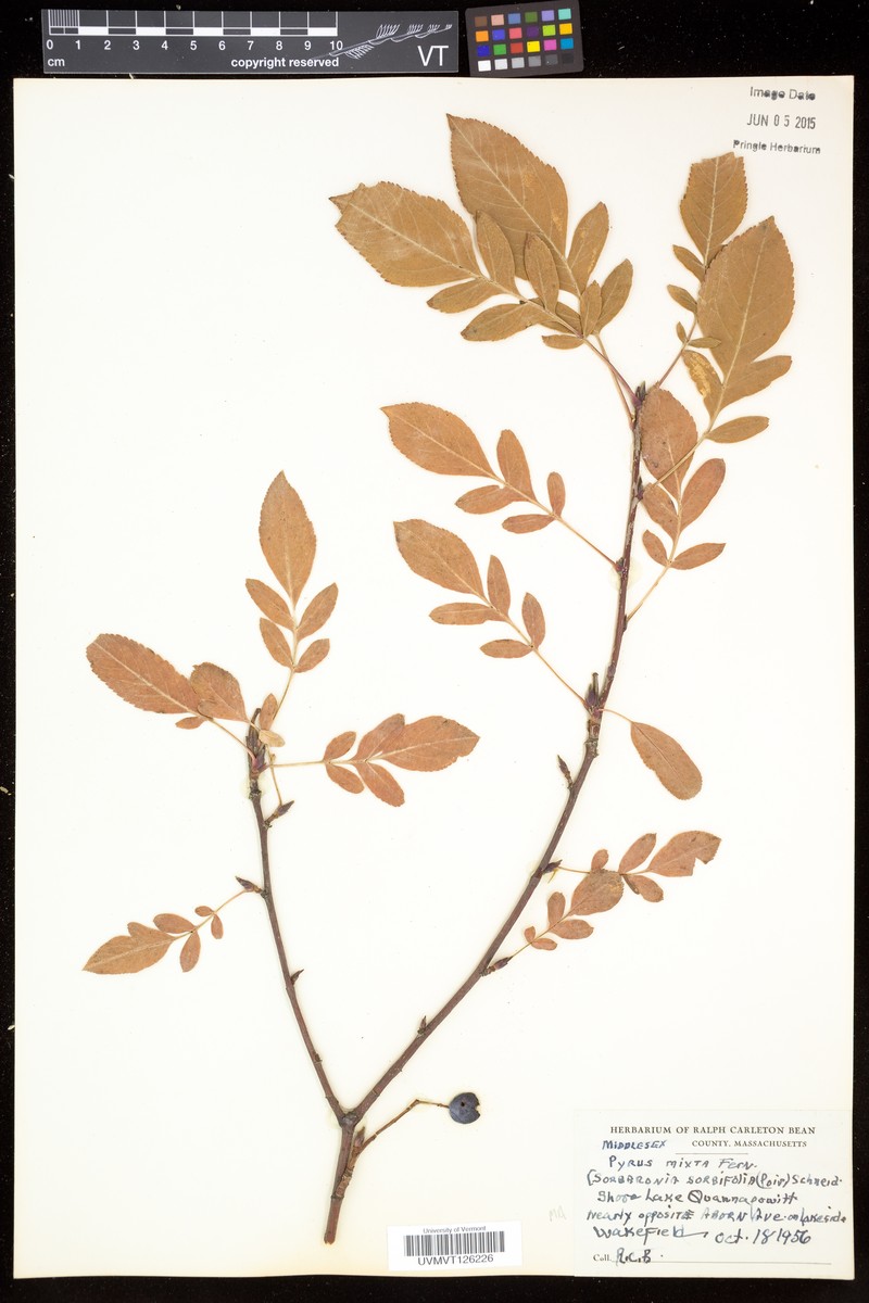 × Sorbaronia sorbifolia photo 3