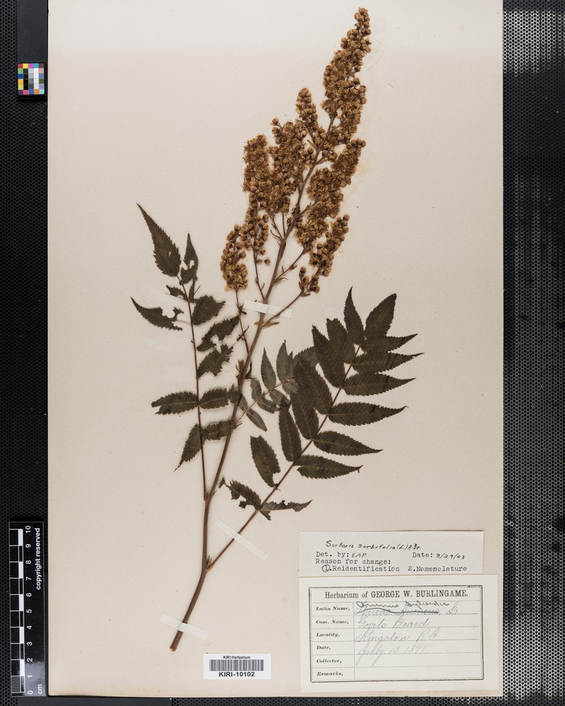 × Sorbaronia sorbifolia photo 4