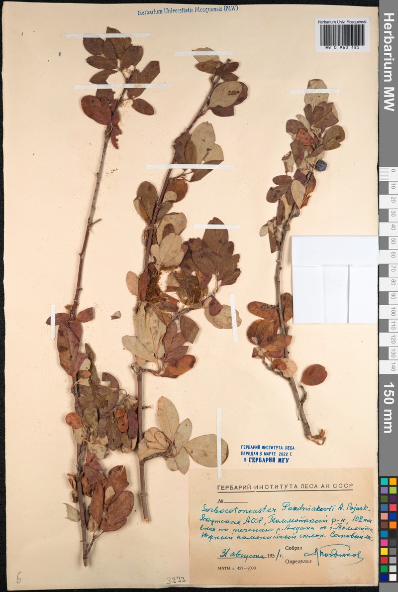 × Sorbocotoneaster pozdnjakovii photo 2