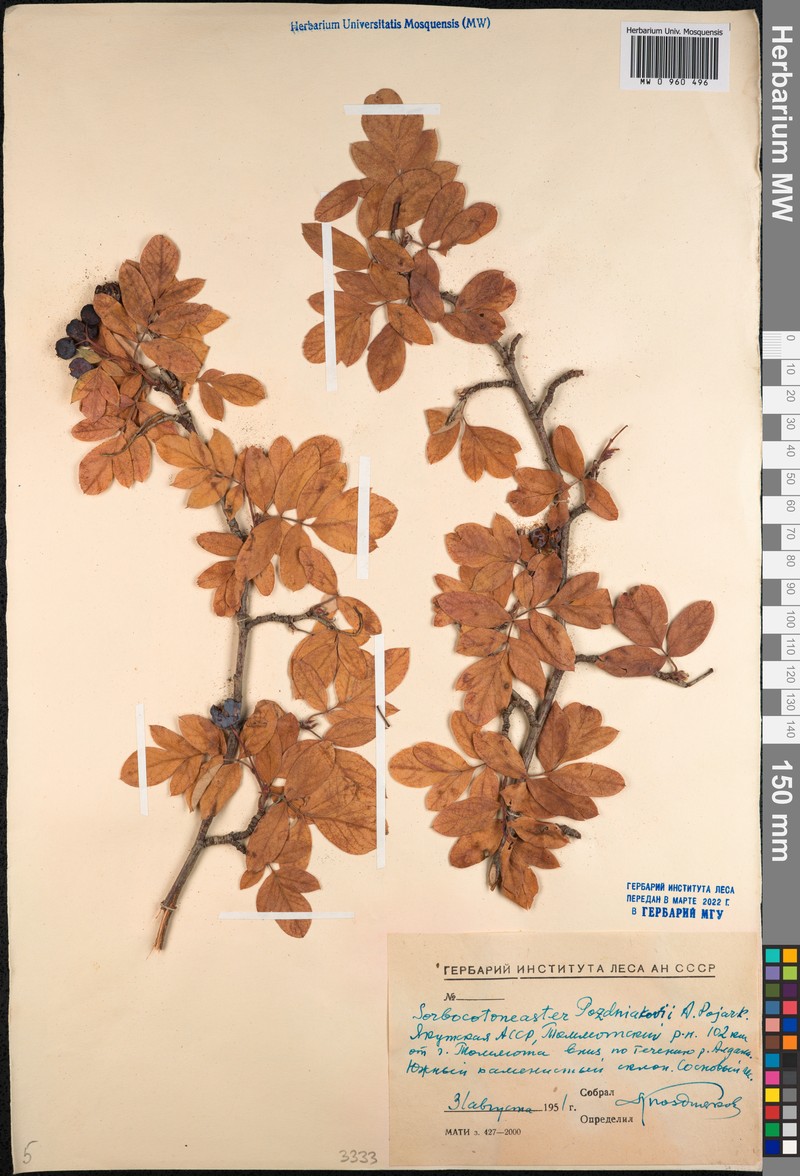 × Sorbocotoneaster pozdnjakovii photo 3