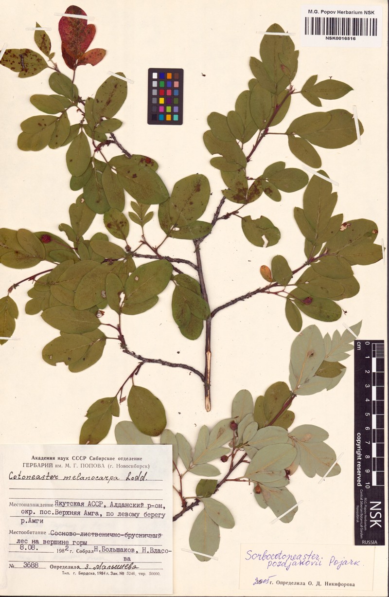 × Sorbocotoneaster pozdnjakovii photo 4