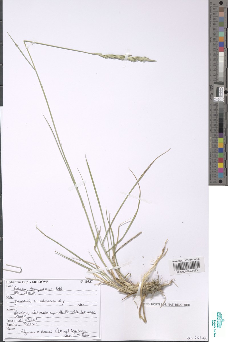 × Thinoelymus drucei