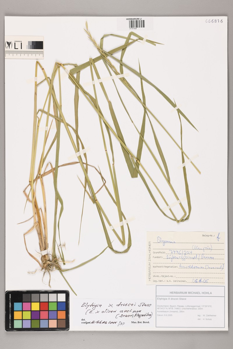 × Thinoelymus drucei photo 2