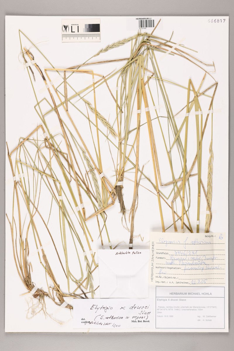 × Thinoelymus drucei photo 3