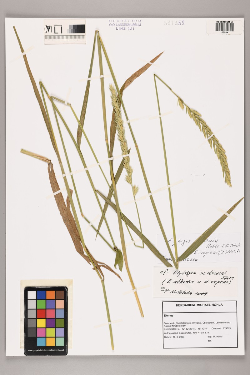 × Thinoelymus drucei photo 4