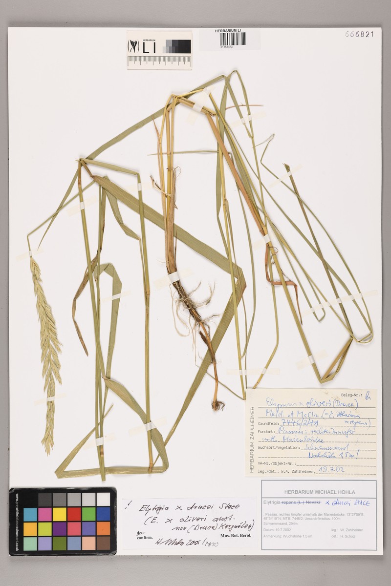× Thinoelymus drucei photo 5