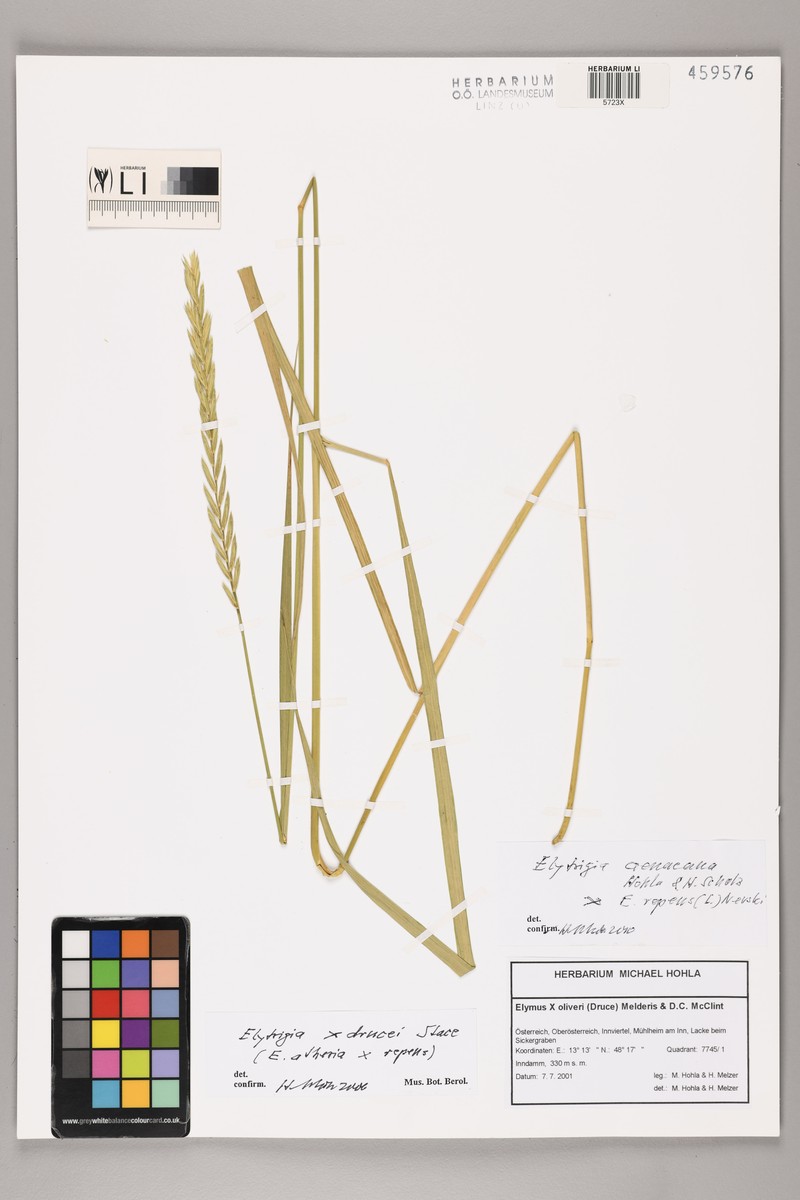 × Thinoelymus drucei photo 6