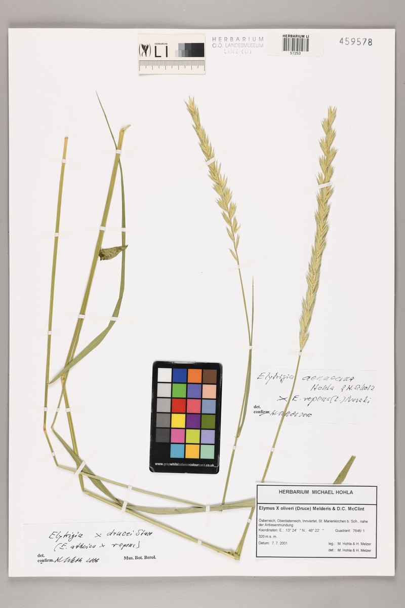 × Thinoelymus drucei photo 7