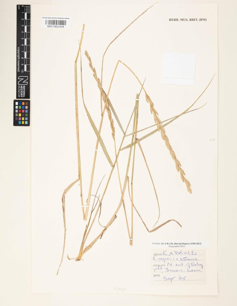 × Thinoelymus drucei photo 8