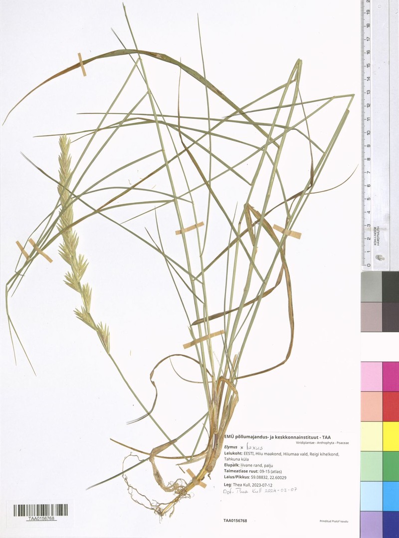 × Thinoelymus laxus