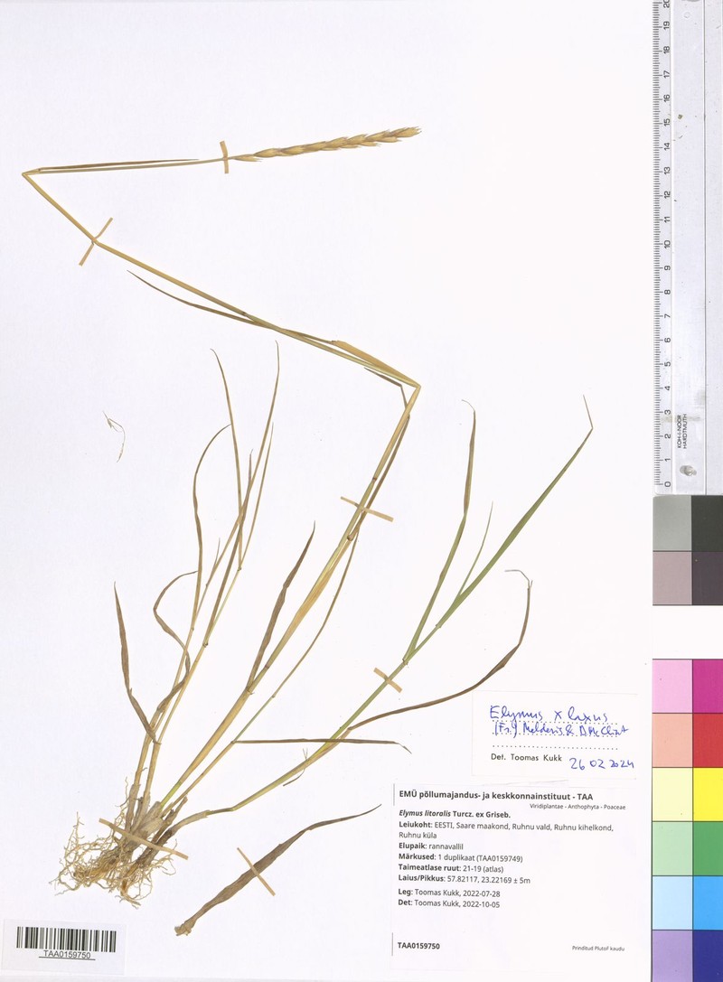 × Thinoelymus laxus photo 2