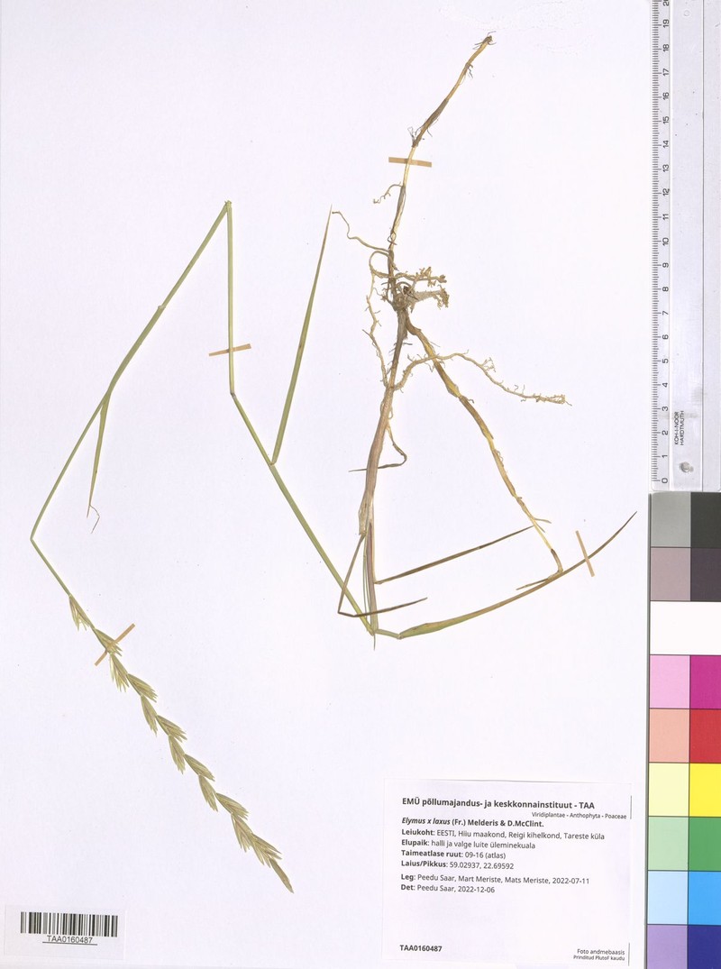 × Thinoelymus laxus photo 3