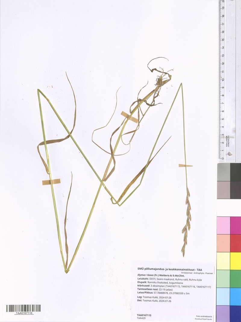 × Thinoelymus laxus photo 4