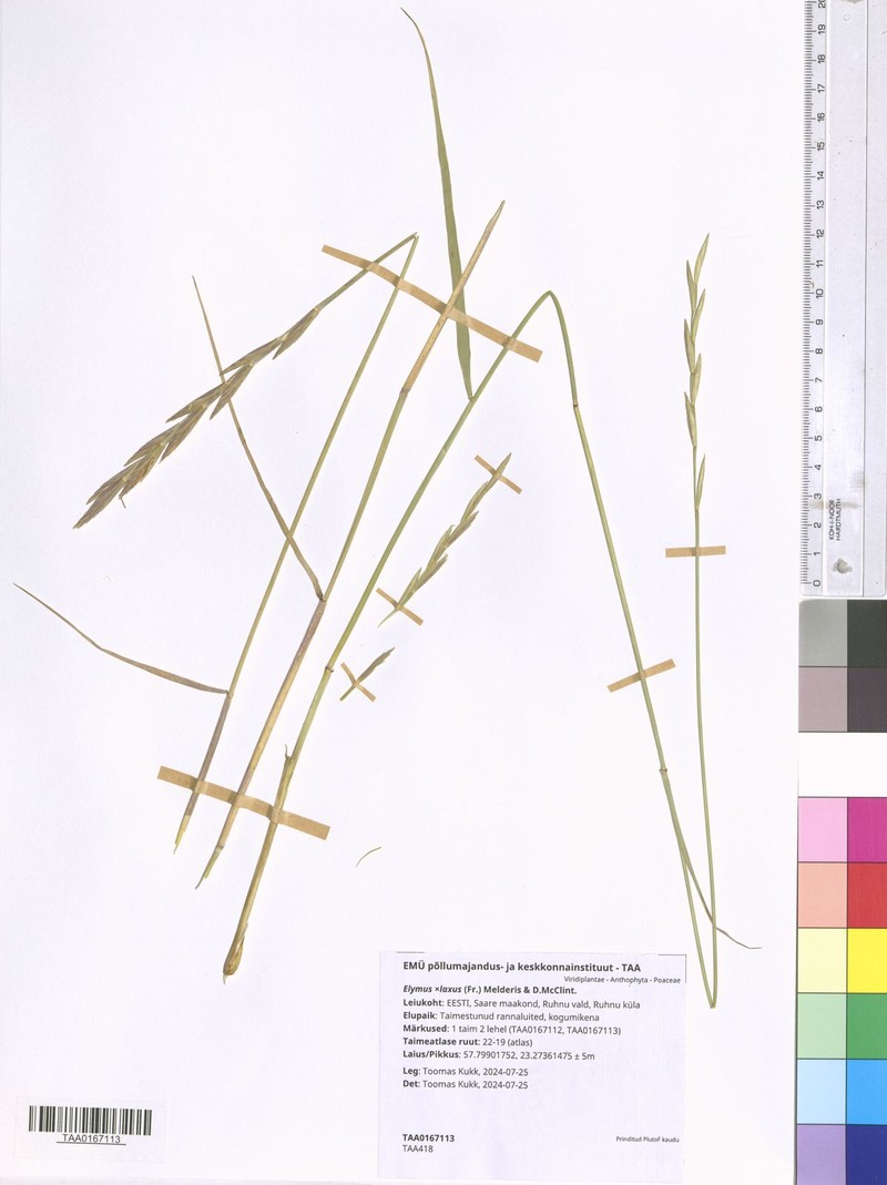 × Thinoelymus laxus photo 5