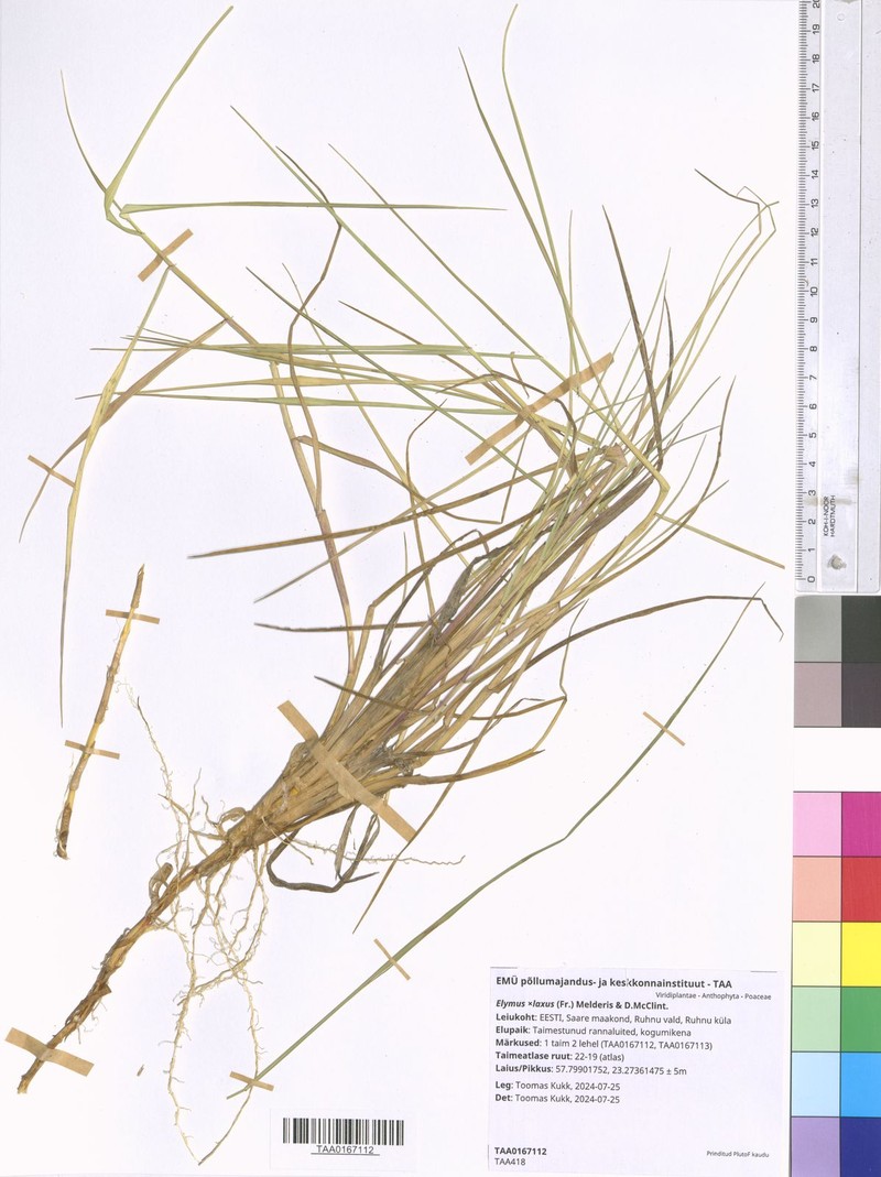 × Thinoelymus laxus photo 6