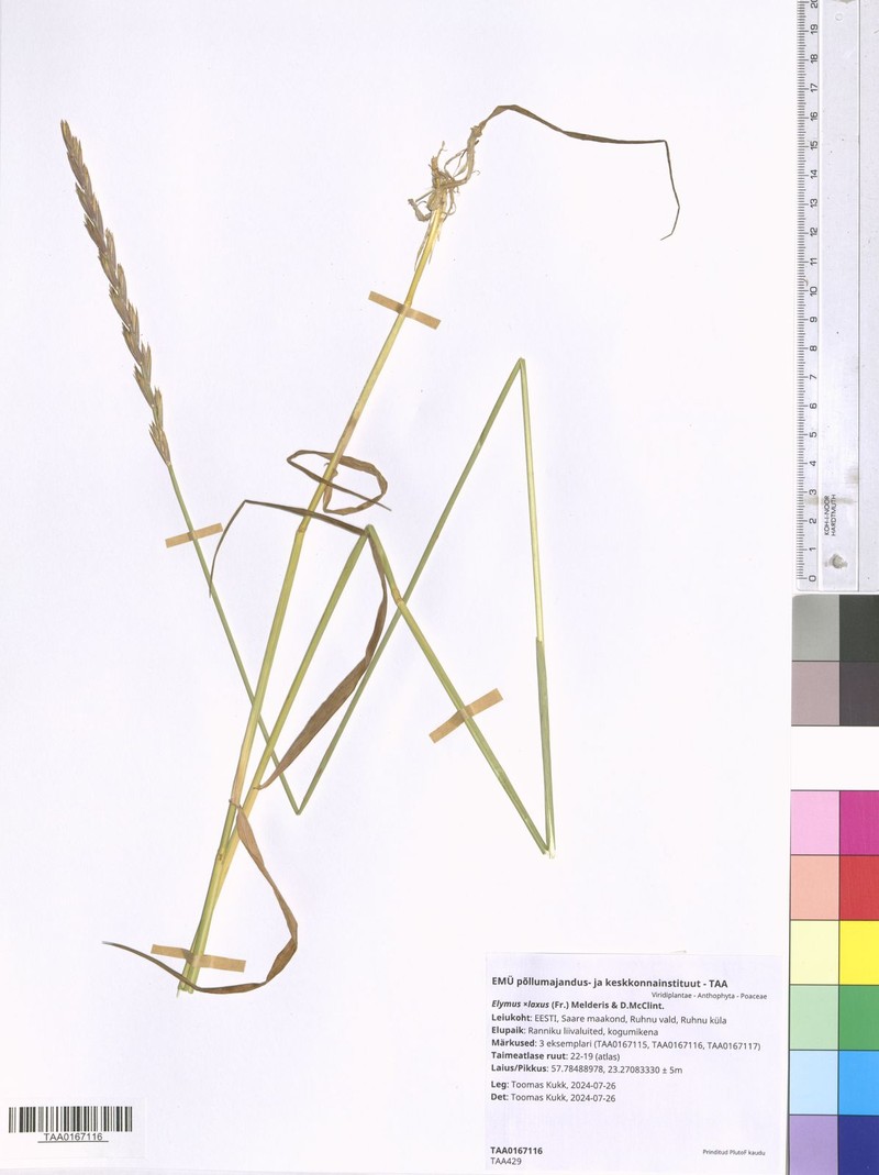 × Thinoelymus laxus photo 7
