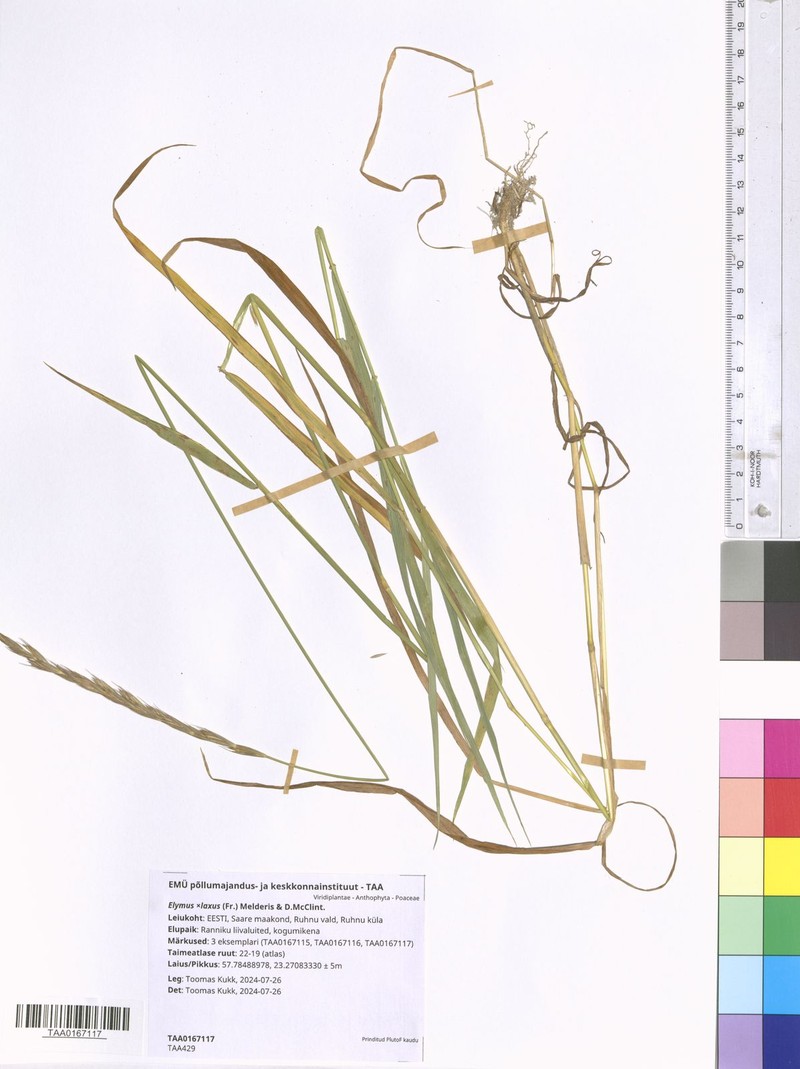 × Thinoelymus laxus photo 8