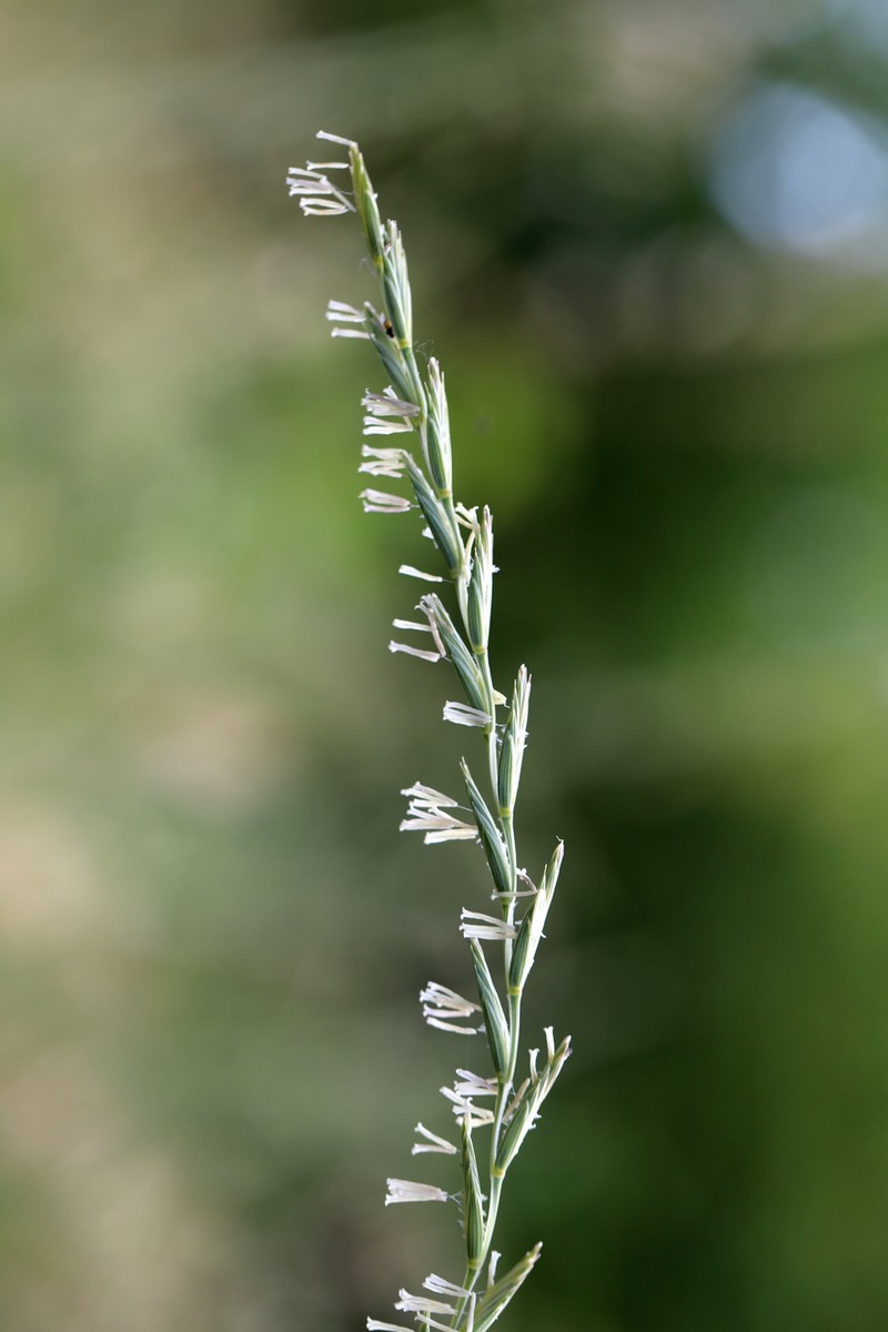 × Thinoelymus mucronatus