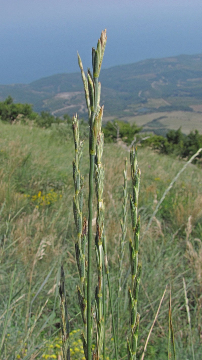 × Thinoelymus mucronatus photo 2