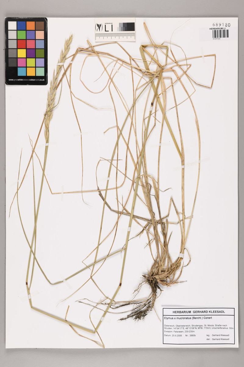 × Thinoelymus mucronatus photo 3