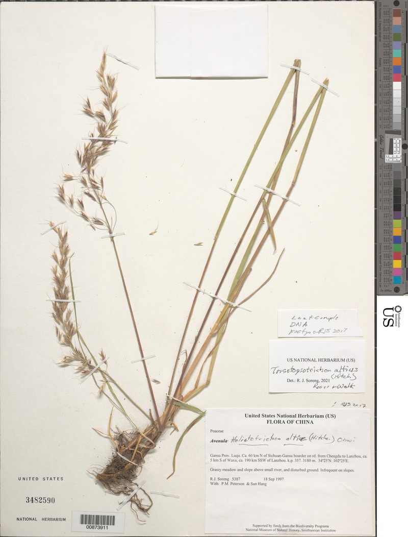 × Trisetopsotrichon altius